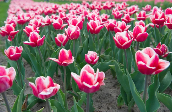 Paese di tulipano. bellezza del campo fiorito. famoso festival dei tulipani. Sfondo naturale. gruppo di aiuola tulipano vacanza rosa. Campi di tulipani in fiore. parco paesaggio primaverile. Primavera in vaso — Foto Stock