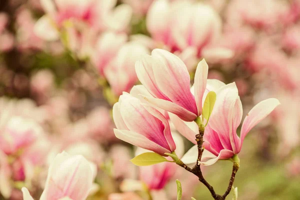 Spring season. Botany and gardening. Branch of magnolia. Magnolia flowers. Magnolia flowers background close up. Floral backdrop. Botanical garden concept. Tender bloom. Aroma and fragrance — Stock Photo, Image