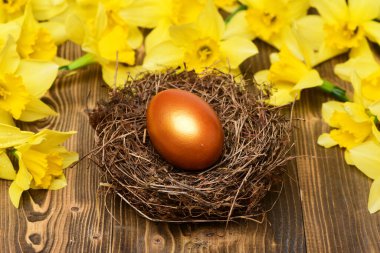 Geleneksel Paskalya altın yumurtası yuvada, bahar sarısı narsisli çiçek