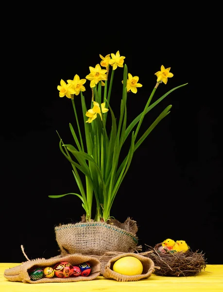 Daffodils in yellow colour growing in sackcloth pot — Stock Photo, Image