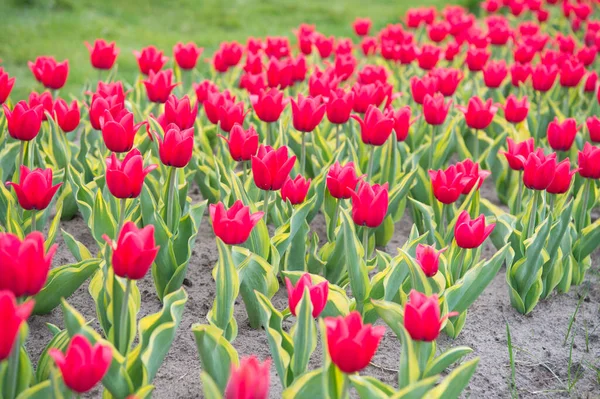Jarní náladu. Úžasné pole tulipánů v Holandsku. relaxovat a zvládání stresu. tulipány na jaře. Jarní květinové pozadí. Nizozemský venkov. tulipány na zahradě. Magie jarní krajina s květinami — Stock fotografie