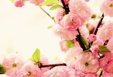 Sakura çiçeği ağacı, doğal çiçek arkaplanı. Güzel bahar çiçekleri. Pembe kiraz ağacı çiçeği. Yeni bir hayat başlıyor. Doğa gelişiyor ve uyanıyor. Kadınlar Günü 'nde. Anneler günü tatili. Dinlenme zamanı.