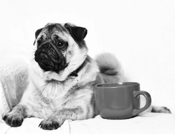 Lindo perro pug con taza roja en silla cerca de taza roja para café o té —  Fotos de Stock