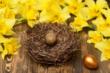 Geleneksel Paskalya altın bıldırcın yumurtası yuvada, bahar sarısı narsisli