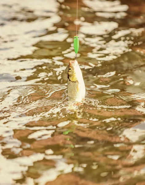 Hobby e attività sportive. Bella presa. trota da pesca a mosca. ricreazione e tempo libero all'aperto. stallo e disperazione. cadere nella trappola. pesce all'amo. Esche di trota. pescare pesce. pesca sul lago — Foto Stock