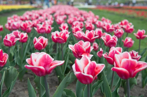 Tulipani varietali rossi e bianchi. Coltivare fiori in serra. Affari floreali. Scopri come piantare e vendere bulbi di tulipano a scopo di lucro. Campo di tulipani. Stagione primaverile. Concetto di giardinaggio. Crescere fiori giardino — Foto Stock