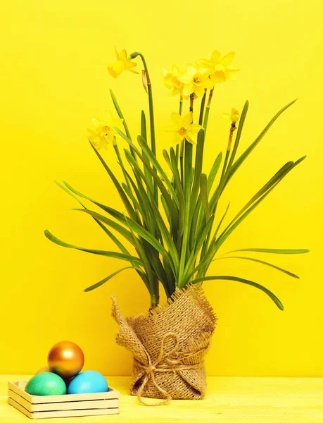 Feliz Pascua, colorido, huevos de oro en caja, flor narciso primavera —  Fotos de Stock