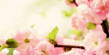 Sakura çiçeği ağacı, doğal çiçek arkaplanı. Güzel bahar çiçekleri. Pembe kiraz ağacı çiçeği. Yeni bir hayat başlıyor. Doğa gelişiyor ve uyanıyor. Kadınlar Günü 'nde. Anneler günü tatili. İmkansız koku