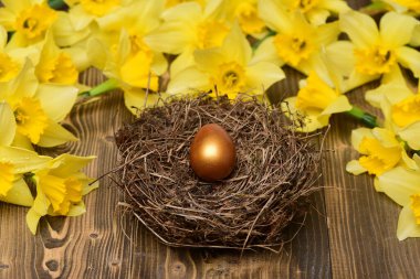 Geleneksel Paskalya altın yumurtası yuvada, bahar sarısı narsisli çiçek