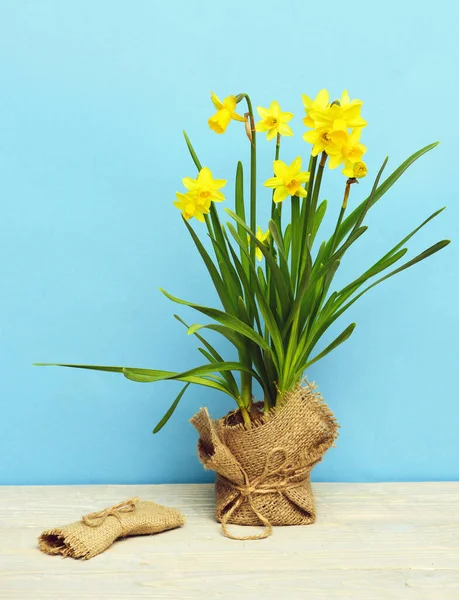 Primavera narciso amarillo y bolsa o bolsa de arpillera decorativa —  Fotos de Stock