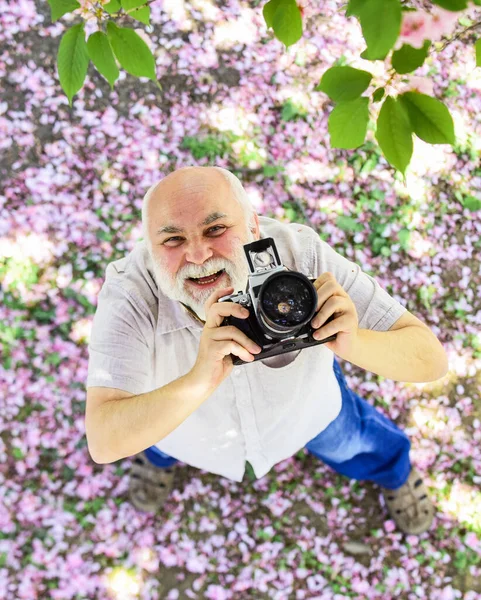 Senior bearded man photographing pink blossom. professional photographer designer. happy retirement. man tourist use camera cherry blossom. sakura in full bloom photography. Easter is coming — Stock Photo, Image