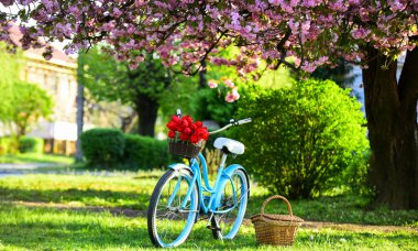 Aşk mevsimi. Baharın güzelliği. Sepetinde lale çiçekleri olan eski bir bisiklet. Parkın klasik bisikleti. Bahar bahçesinde sakura çiçeği. Doğa renklerle ve kokularla dolu. Rahatla ve seyahat et. romantik randevu