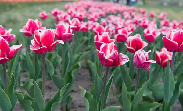 Grupo de feriado rosa canteiro de flores tulipa. Campos de tulipas florescentes. Primavera parque paisagístico. País da tulipa. beleza do campo florescente. famoso festival de tulipas. Natureza Contexto — Fotografia de Stock