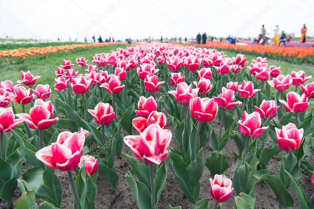 Floral business. Growing bulb plants. Gorgeous tulips. Blooming tulip fields in flower growing region. Spring park. Blooming field. Tulips festival. Floral background. Group of red tulips flowerbed