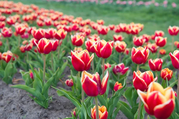 Красные яркие цветы. поле с тюльпанами в низине. Тюльпан поле с различным типом и цветом. природные пейзажи в Европе. свежие весенние цветы. Тюльпан - символ Голландии — стоковое фото