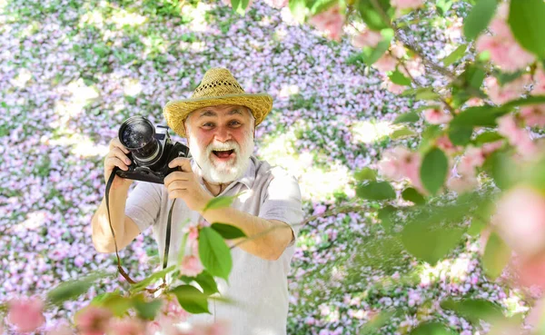 남자 관광객은 벚꽃 사진을 찍기 위해 카메라를 사용 한다. 벚꽃이 만발 한 사진을 찍었습니다. 수염을 기른 노인이 분홍색 꽃을 사진으로 찍었다. 전문 사진 작가 디자이너. 행복 한 은퇴 — 스톡 사진