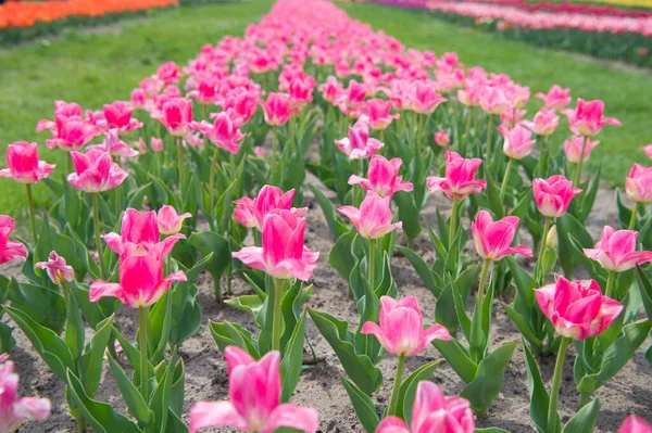 Jsi tak krásná. přírodní krajina v Evropě. čerstvé jarní květiny. Seberte kytici. růžové zářivé květiny. pole s tulipány v podzemí. tulipánové pole s různými typy a barvami — Stock fotografie