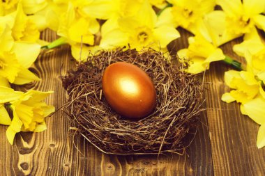 Geleneksel Paskalya altın yumurtası yuvada, bahar sarısı narsisli çiçek