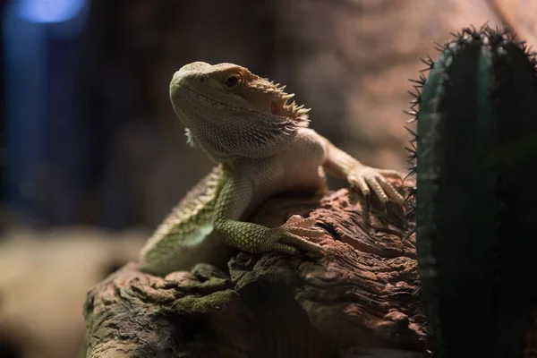Dragón barbudo sobre fondo natural borroso. Vida silvestre y concepto de reptiles — Foto de Stock