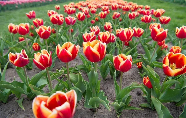 Flor verdadeiramente marcante com combinação de cores incrível. Flores vermelhas com belo amarelo no interior. Belos campos de tulipas brilhantes. Aproveitando o dia de primavera. Tulipas coloridas. Países Baixos turismo — Fotografia de Stock
