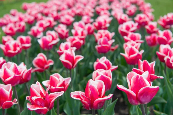 Campi di tulipani in fiore fioritura regione di coltivazione. Parco primaverile. Campo fiorito. Festa dei tulipani. Sfondo floreale. Gruppo di tulipani rossi aiuola. Affari floreali. Piante da bulbo in crescita. Splendidi tulipani — Foto Stock