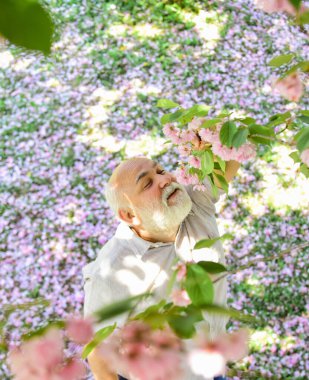 Neşeli emekliler. Akıl sağlığı. Sakura ağacının altında yukarı bakan mutlu bir adam. Olumlu duygular. Mutlu gülümseyen son sınıf öğrencisi yukarı bakıyor. Yaşlı adam pozitif ve iyimser. Keyfin yerinde. Mutlu yaşlılar.