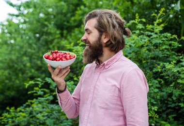 Sağlıklı yemek. Kimyasal maddeler olmadan. Aç hissediyorum. Kiraz mevsimi. İnsan organik böğürtlen. Bahçede kiraz topluyorum. Olgun kirazlar tencerede. Lezzetli tatlı yemeği. Parlak kırmızı sulu kirazlar kasede