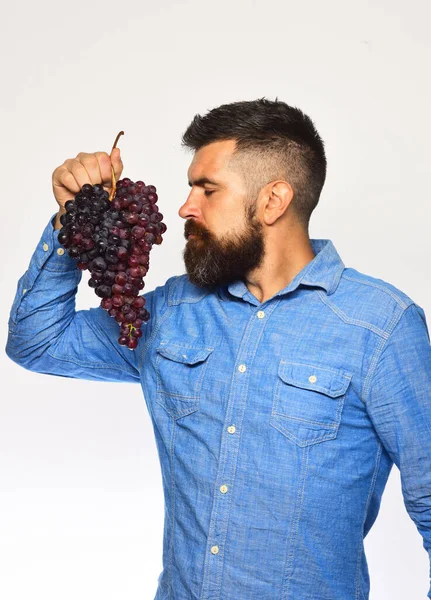 Jordbrukaren visar sin skörd. Vinodlare med drömskt ansikte luktar druvor — Stockfoto