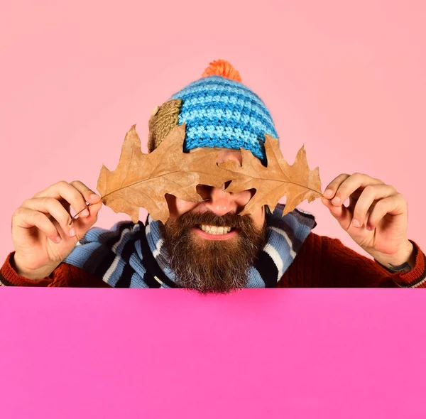 Férfi meleg kalapban tartja tölgyfa levelek rózsaszín háttér — Stock Fotó