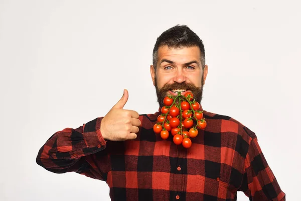 男は収穫を示す。自信のある顔の農家は小さなトマトを保持する — ストック写真