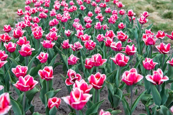 Centrum ogrodu. Wieś w Holandii. tulipany w ogrodzie. Magiczny wiosenny krajobraz z kwiatami. Niesamowite pole tulipanów w Holandii. relaks i zarządzanie stresem. tulipany wiosną. Wiosenne tło kwiatowe — Zdjęcie stockowe