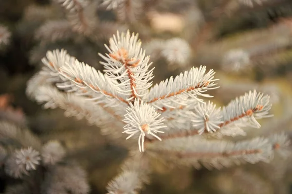 Julen kommer. Barrträd av vintergrön gran. Gran- eller barrväxt. Grangran eller barr på suddig naturlig bakgrund. Filialer av furu. Semesterfirande — Stockfoto