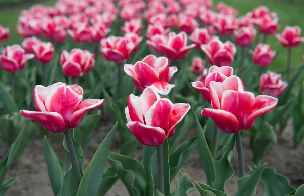 Pensando all'ecologia. campo estivo di fiori. giardinaggio e floristica. natura bellezza e freschezza. Tulipani in crescita in vendita. agricoltura. tulipano fioritura in primavera. campo di fiori di tulipano luminoso — Foto Stock