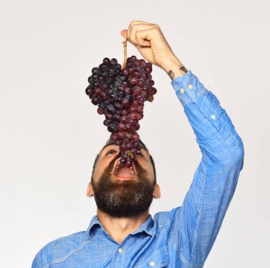 Sakallı bir adam ağzının üstünde bir sürü siyah üzüm tutuyor.