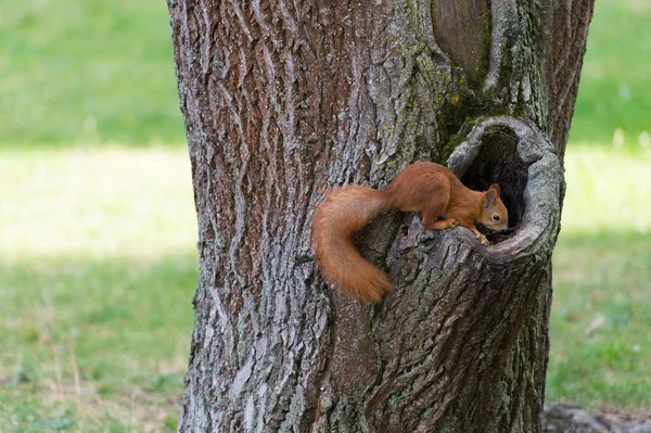Conheça a natureza de perto. Esquilo vermelho trepa tronco de árvore. Animal selvagem em ambiente natural. Roedor bonito com cauda macia. Parque Natural. Vida selvagem e fauna. Para manter o ecossistema todas as criaturas devem viver — Fotografia de Stock