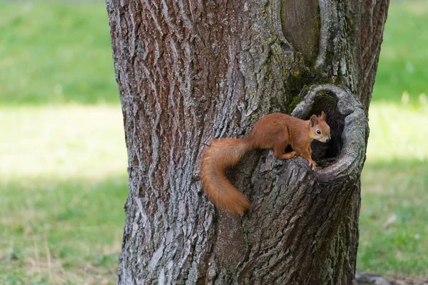 Słodki i puszysty. Czerwona wiewiórka w parku. Wiewiórka w pustym pniu pnia drzewa. Słodkie futrzaste zwierzę w naturalnym środowisku. Dzika przyroda i fauna. Charakter i na zewnątrz — Zdjęcie stockowe
