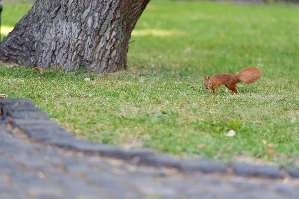 Proteger y preservar. Ardilla roja en el parque natural. Pequeño roedor de cola sobre hierba verde. Lindo animal esponjoso. Paisaje natural. Conservación de vida silvestre. Reserva natural — Foto de Stock