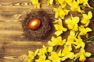 Geleneksel Paskalya altın yumurtası yuvada, bahar sarısı narsisli çiçek