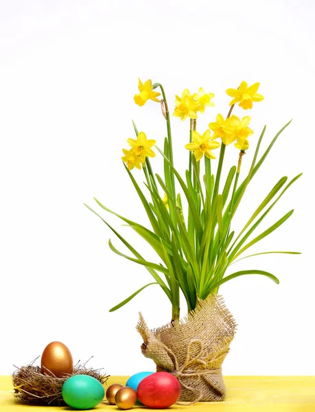 Spring yellow narcissus, colorful easter eggs isolated on white — Stock Photo, Image