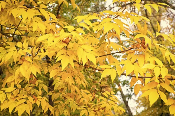 Temporada dorada. Árbol amarillo. Llega el otoño. Las hojas vibrantes se acercan. Fondo otoñal. Rama hojas telón de fondo. Diseño de patrón floral. Temporada de otoño brillante. Disfruta de la belleza de la naturaleza. Hojas amarillas — Foto de Stock