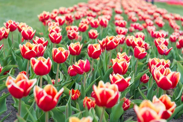 Decorazione di bellezza naturale. campo di tulipani rossi primaverili. fiori rossi vibranti. bellezza della natura. godere di fiori stagionali. fiori rossi in campo. Paesaggio di tulipani olandesi. lavorare in serra — Foto Stock