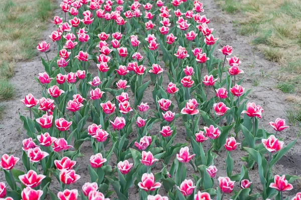 Plantio e cuidados. flores vibrantes rosa. beleza da natureza. desfrutar de flor sazonal. flores cor-de-rosa no campo. Paisagem de tulipas holandesas. Viagem de primavera. Campo de tulipa de primavera colorido — Fotografia de Stock