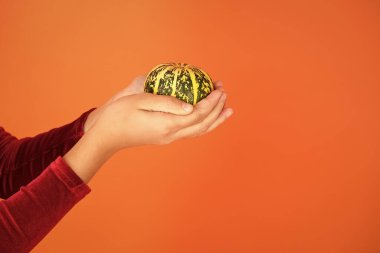 Hasat ve bakkal. Jack Fener konsepti. Sağlıklı yiyecekler. Doğal ürün. Ev yapımı sebzeler. Şirin balkabağı. Balkabağı sebzesi. Cadılar Bayramı özelliği. Küçük dekoratif balkabağı. Yaklaş.