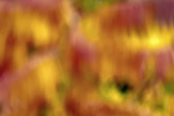 自然之美自然的颜色秋天的树背景。朦胧的秋天黄色和橙色的叶子.美丽的秋天背景。淡淡的秋天树叶背景.秋季广告 — 图库照片