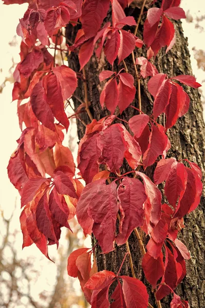 Jak krásné listy stárnou. Virginia creeper na pozadí kmene stromu. Stromový list změní barvu. Stromový porost zrudne. Špinavý strom na přírodní krajině — Stock fotografie