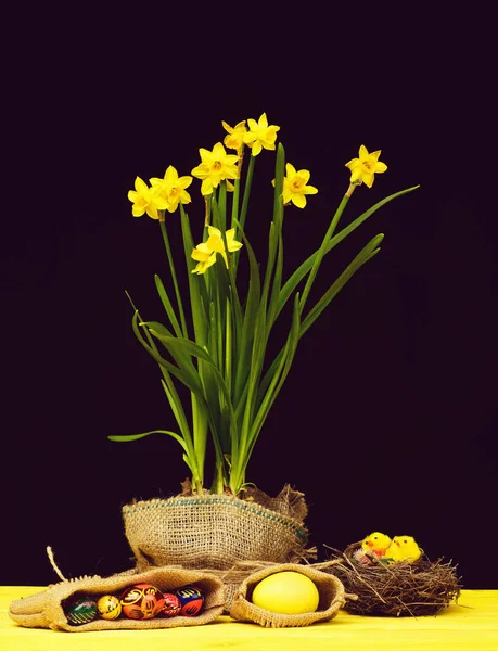 Narcissen in gele kleur groeien in zak pot — Stockfoto