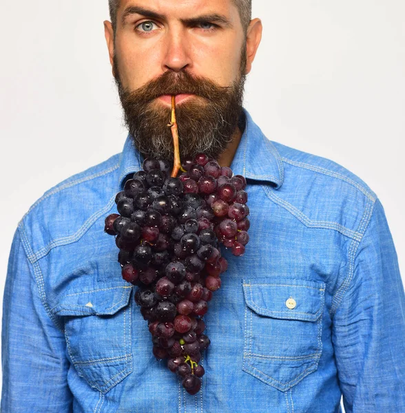 Vinodlare med förvirrat ansikte håller kluster av druvor — Stockfoto