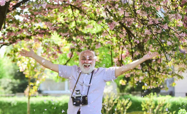 Starszy brodaty mężczyzna fotografujący. profesjonalny projektant fotografii. Szczęśliwy w deszczu płatków. człowiek turysta aparat fotograficzny zrobić zdjęcie kwiatów wiśni. sakura w pełnym rozkwicie fotografii. Gałąź różowa — Zdjęcie stockowe