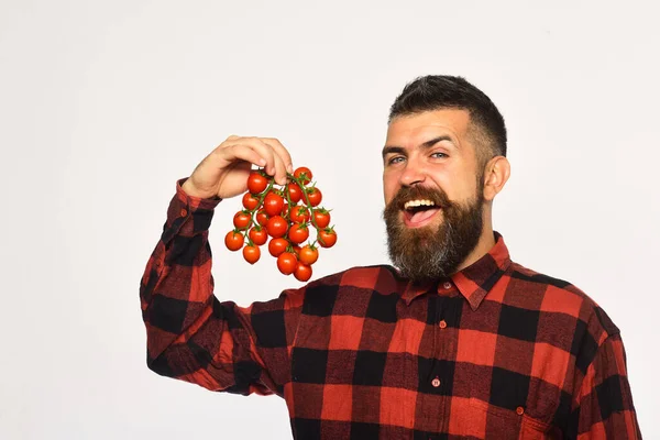 Agricultor com rosto animado detém um monte de tomates cereja. — Fotografia de Stock