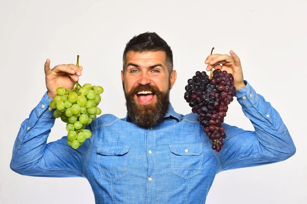 Jordbrukaren visar sin skörd. Vinodlare med glatt ansikte håller druvor — Stockfoto